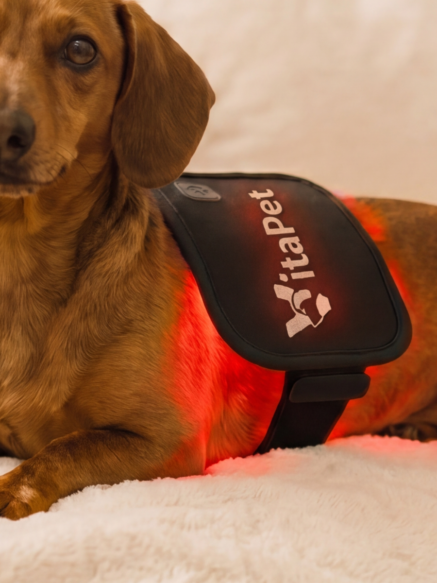 VitaPet — thérapie par lumière rouge pour animaux